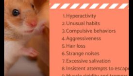 حلول سلوك الهامستر: استكشاف الأخطاء وإصلاحها للتحديات الشائعة