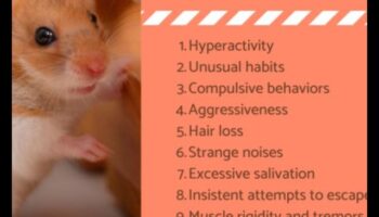 حلول سلوك الهامستر: استكشاف الأخطاء وإصلاحها للتحديات الشائعة