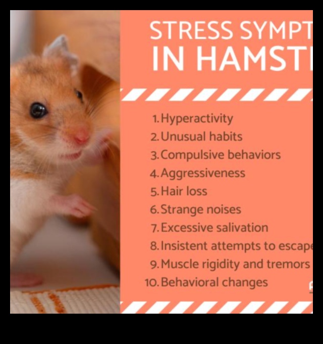 حلول سلوك الهامستر: استكشاف الأخطاء وإصلاحها للتحديات الشائعة