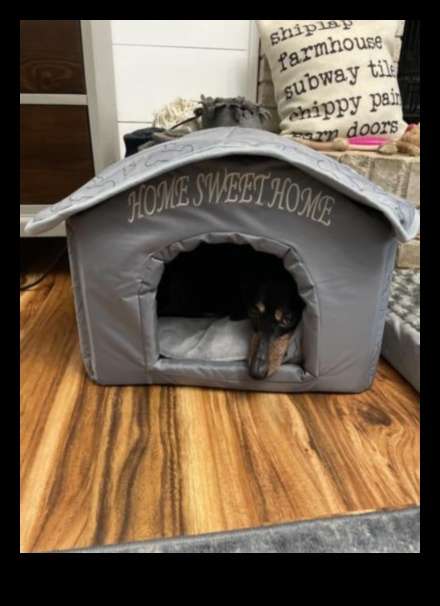 Home Sweet Home: إنشاء ملاذ آمن لكلبك