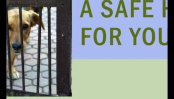 Home Sweet Home: إنشاء ملاذ آمن لكلبك