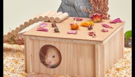 الهامستر هووسورمينغ: تقديم ألعاب وإكسسوارات جديدة