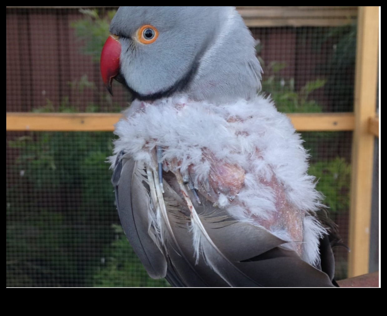 استمرار زينة الطيور: تعزيز المظهر الأنيق لطائرك الأليف