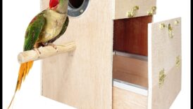 استمرار زينة الطيور: تعزيز المظهر الأنيق لطائرك الأليف