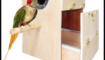 استمرار زينة الطيور: تعزيز المظهر الأنيق لطائرك الأليف