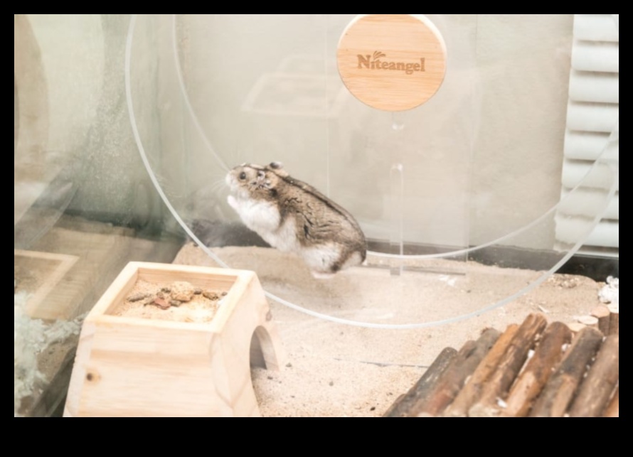 استمرار سلامة عجلة الهامستر: معالجة المخاوف الشائعة والمفاهيم الخاطئة