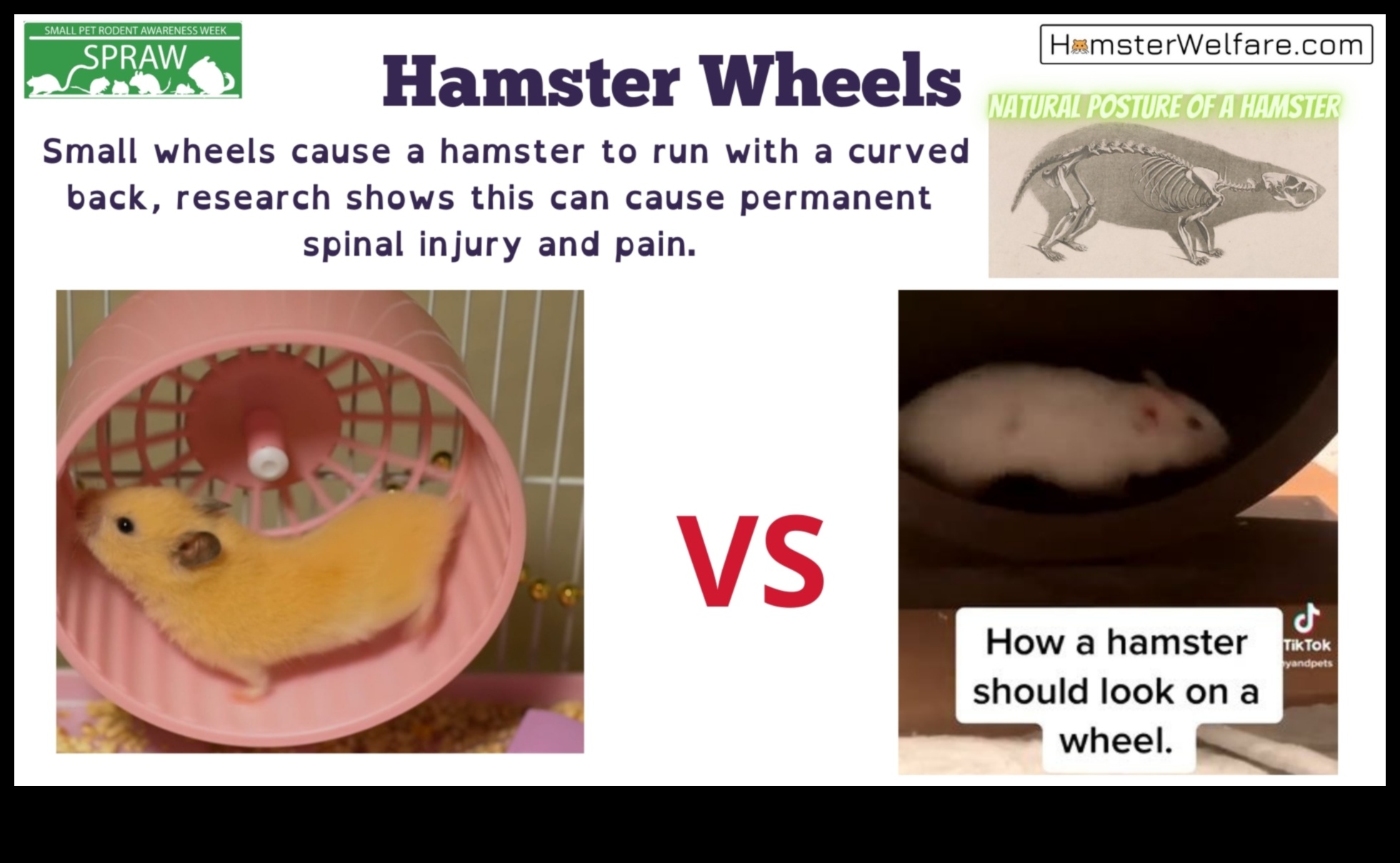 استمرار سلامة عجلة الهامستر: معالجة المخاوف الشائعة والمفاهيم الخاطئة