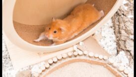 استمرار سلامة عجلة الهامستر: معالجة المخاوف الشائعة والمفاهيم الخاطئة