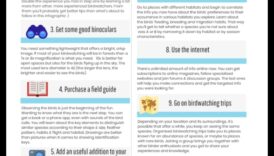 الطيور للمبتدئين: نصائح أساسية لمراقبي الطيور الجدد