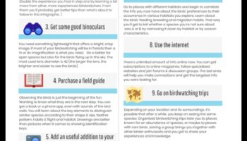 الطيور للمبتدئين: نصائح أساسية لمراقبي الطيور الجدد