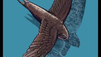 أسرار الهجرة: الرحلات المذهلة للطيور المهاجرة