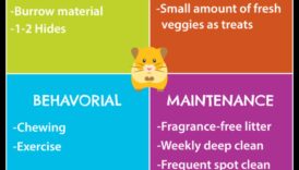 احتياطات سلامة الهامستر: خلق بيئات خالية من المخاطر