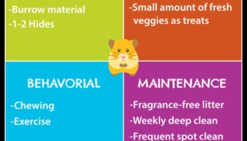 احتياطات سلامة الهامستر: خلق بيئات خالية من المخاطر