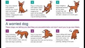 تحديات الكلاب: التغلب على مشكلات سلوك الكلاب الشائعة