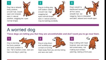 تحديات الكلاب: التغلب على مشكلات سلوك الكلاب الشائعة