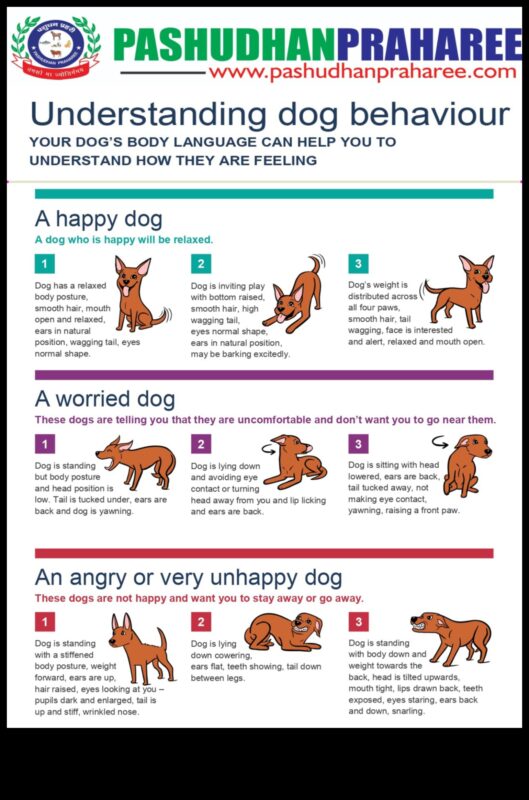 تحديات الكلاب: التغلب على مشكلات سلوك الكلاب الشائعة