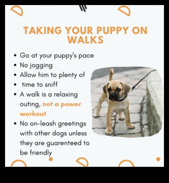 مرحلة ما قبل المدرسة للجرو: نصائح التدريب الأساسية للكلاب الصغيرة