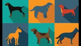 مرحلة ما قبل المدرسة للجرو: نصائح التدريب الأساسية للكلاب الصغيرة